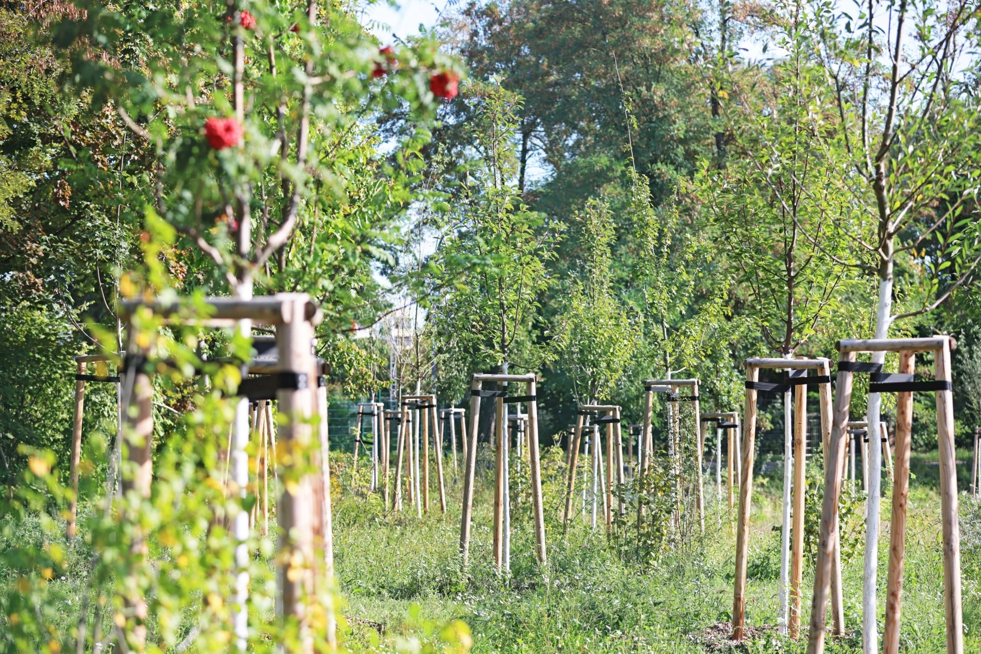 Alle Ausgleichsmaßnahmen aus dem Grünordnungsplan konnten direkt am Standort vorgenommen werden.